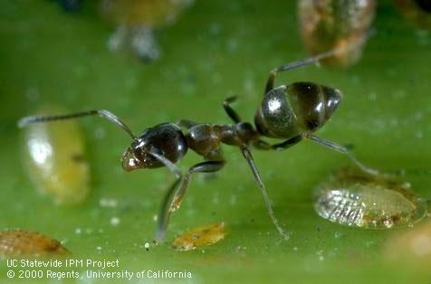 Argentine ant tending scale insects.  Photo by Jack Kelly Clark