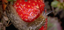 A tawny slug on a ripe strawberry. Photo by Jack Kelly Clark for Spill the Beans Blog