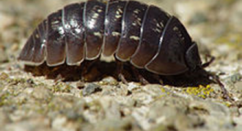 Adult Sow Bug-UNH Extension Univ of New Hampshire