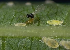 A parasitic wasp parasitizing a walnut aphid  photo jack kelly clark