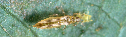 Adult sixspotted thrips  photo Jack Kelly Clark