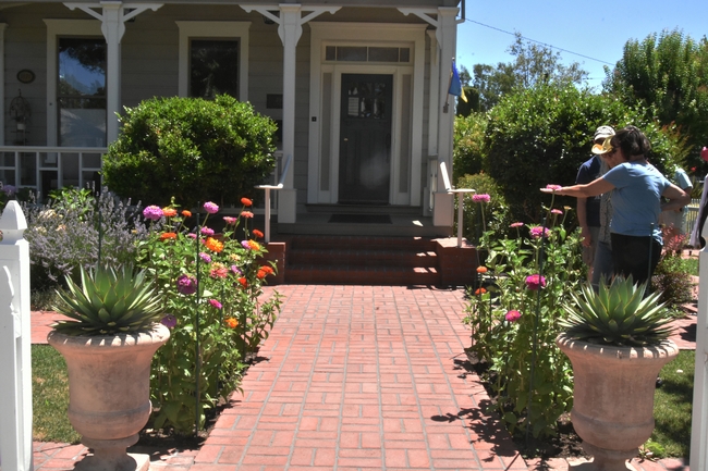 Zinnias