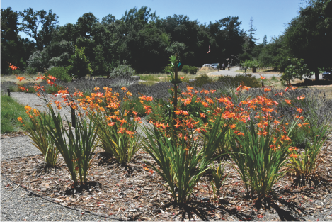 crocosmia