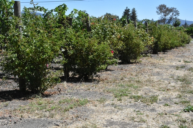 Roses at ends of rows of grapes