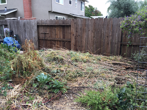 The hedge is finally gone, although the rhizomes still need to be solarized.
