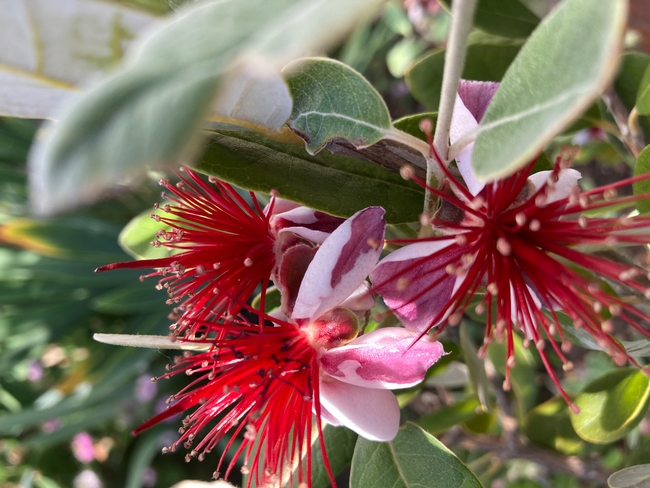 Pineapple guavas have beautiful blooms