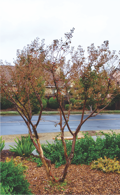 Crape Myrtle with suckers removed
