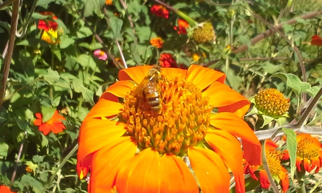 Bee enjoying a Mexican sunflower, T. rotundifolia bloom
