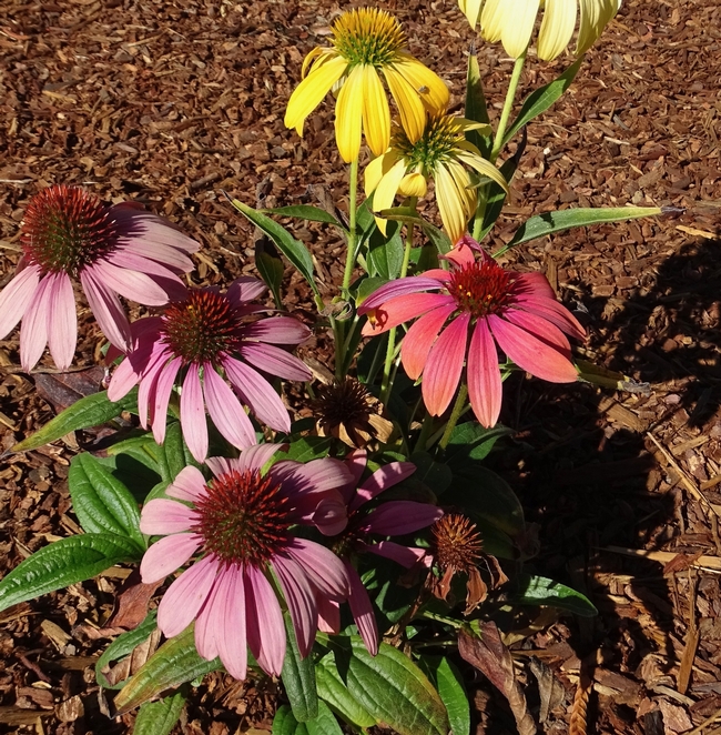 Echinacea Cheyenne Spirit