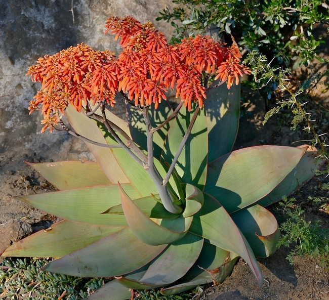 Coral Aloe