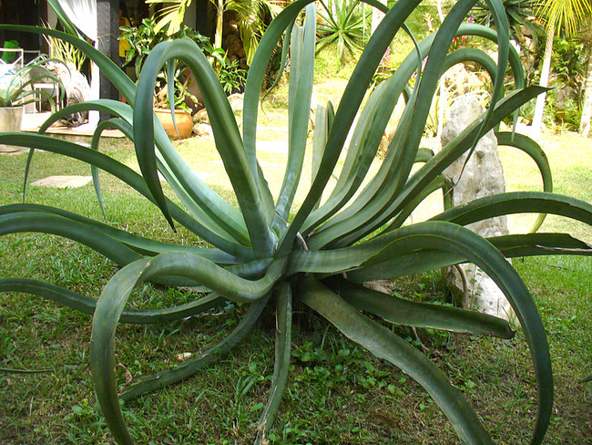 Octo Agave