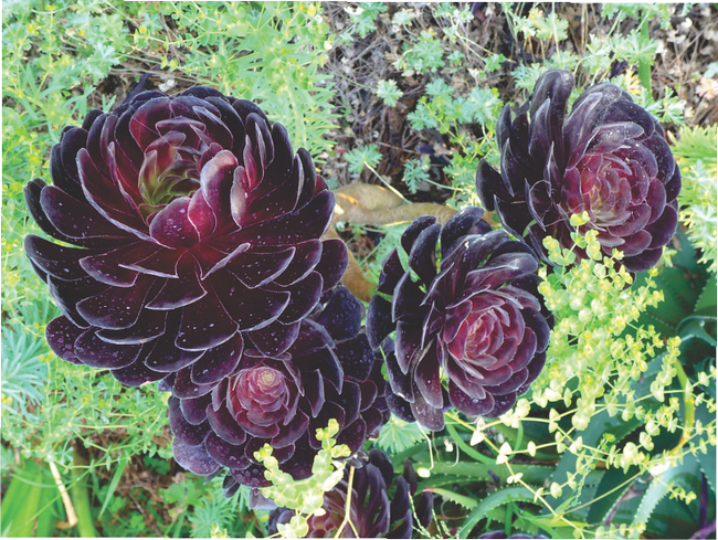Black Rose Aeonium