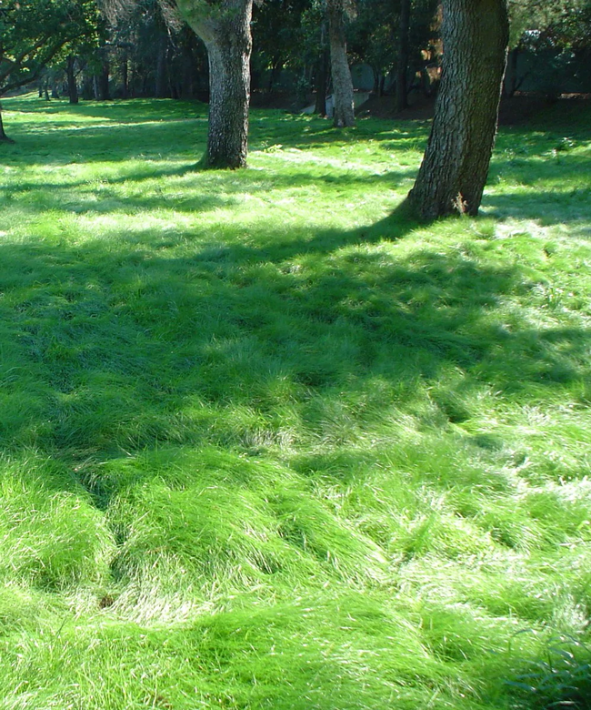 California Native Grass, another lawn replacement choice