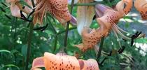 Cindy Watter Tiger Lily in author's back yard for Napa Master Gardener Column Blog