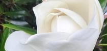 Magnolia Photo by Author 1 for Napa Master Gardener Column Blog