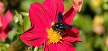 carpenter-bee-1696018 1280 Pixabay for Napa Master Gardener Column Blog