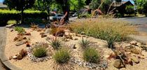 photo 1  dry garden at Las Flores Learning Garden- photo by author for Napa Master Gardener Column Blog