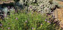 Fore ground plant is purple Cedric Island verbena-Background plant is California buckwheat-Image by David Layland for Napa Master Gardener Column Blog