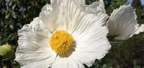 matilija-poppy-4753708 1280 Pixabay for Napa Master Gardener Column Blog