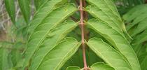 Ailanthus altissima, leaves.  (Tom Hixson) for Napa Master Gardener Column Blog