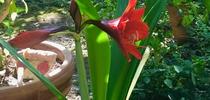 Christmas Amaryllis (C Watter) for Napa Master Gardener Column Blog