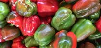 Peppers! (Watter) for Napa Master Gardener Column Blog