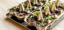 Starting Seeds (handyhometips.com) for Napa Master Gardener Column Blog