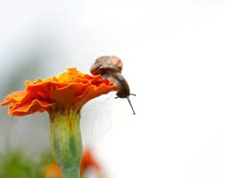 snail on marigold