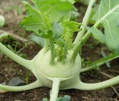 Kohlrabi is part of the Brassica oleracea family and is grown for its stem