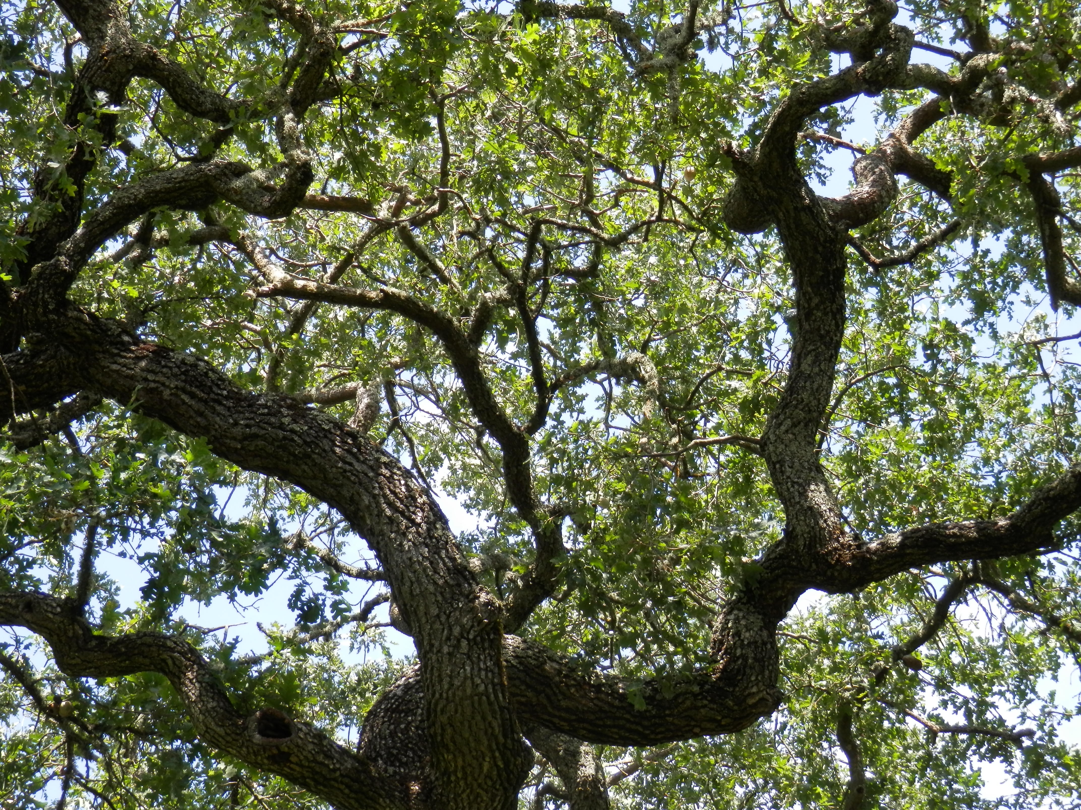 Types of Oak Trees in California 