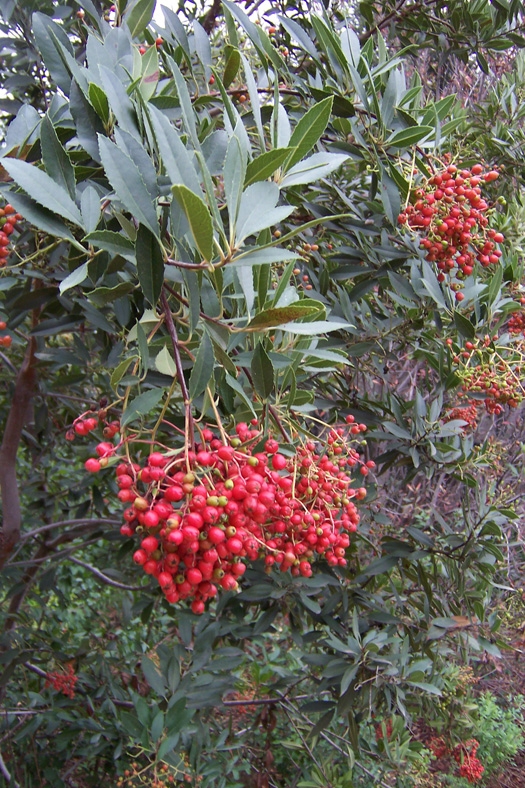 10 Trees And Shrubs With Red Berries - Red Berries For Winter