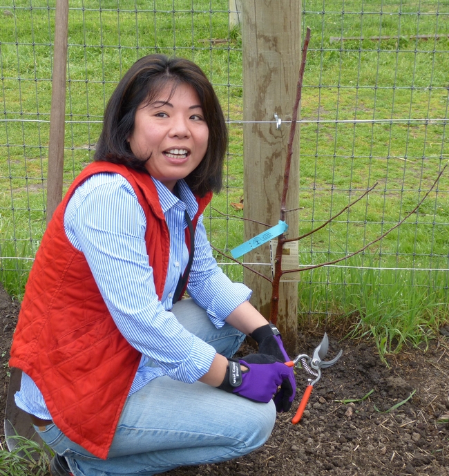 Napa County Master Gardener Grace demonstrates the art of espalier
