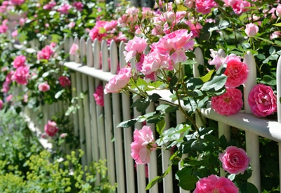 Blog, rose-garden