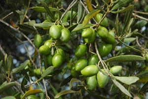 Blog, picholine olives growing