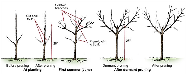 Time to prune fruit trees--but wait until the rain stops! - Napa Master
