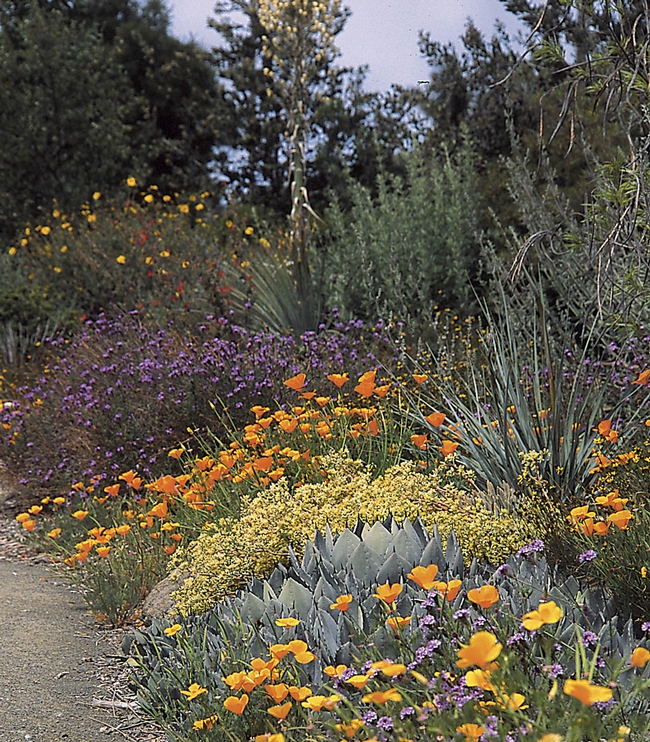 California native garden (zugardens.com)