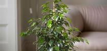 Ficus benjamina. (gardeningexpress.co.uk) for Napa Master Gardener Column Blog