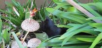 Mushroom Magic w/ Coco & Fairy. (YDRasmussen) for Napa Master Gardener Column Blog