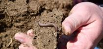 Worms in dirt (Flickr, NRCS Oregon) for Napa Master Gardener Column Blog