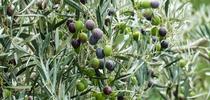 Harvesting Olive Trees  (olivesunlimited.com) for Napa Master Gardener Column Blog