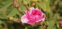 Bulgarian rose (wikimediacommons.org) for Napa Master Gardener Column Blog