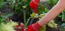 Top 10 Best Weeding Tools for a Healthy Garden In 2022 (ramresearch.org) for Napa Master Gardener Column Blog