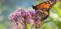 Monarch on milkweed (dnrt.org) for Napa Master Gardener Column Blog