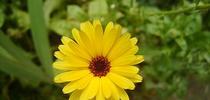 marigold-istock for Napa Master Gardener Column Blog