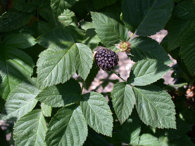 Zarzamoras de la variedad Siskiyou. Un estudio de UC describe las prácticas culturales usadas para el establecimiento, producción y cosecha de zarzamoras, incluyendo la preparación de la tierra, fertilidad del suelo, el manejo de plagas, riego y la mano de obra necesaria. Fotografía por Mark Bolda