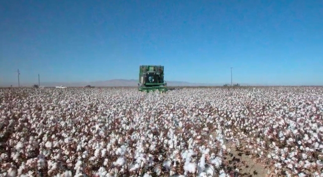Establecer un vigoroso de algodón después de plantar era importante para el exito de un cultivo sin labranza.