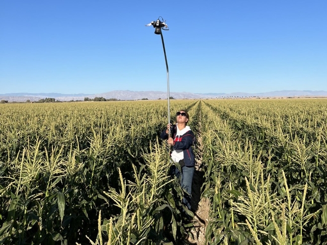 Tayebeh Hosseini, miembro del personal de investigación de UCCE, toma imágenes infrarrojas para estudiar el crecimiento del maíz dulce del desierto. Fotografía por Ali Montazar.