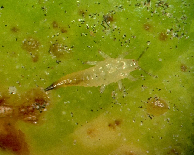 Weeping fig thrips-larva-Gevork Arakelian
