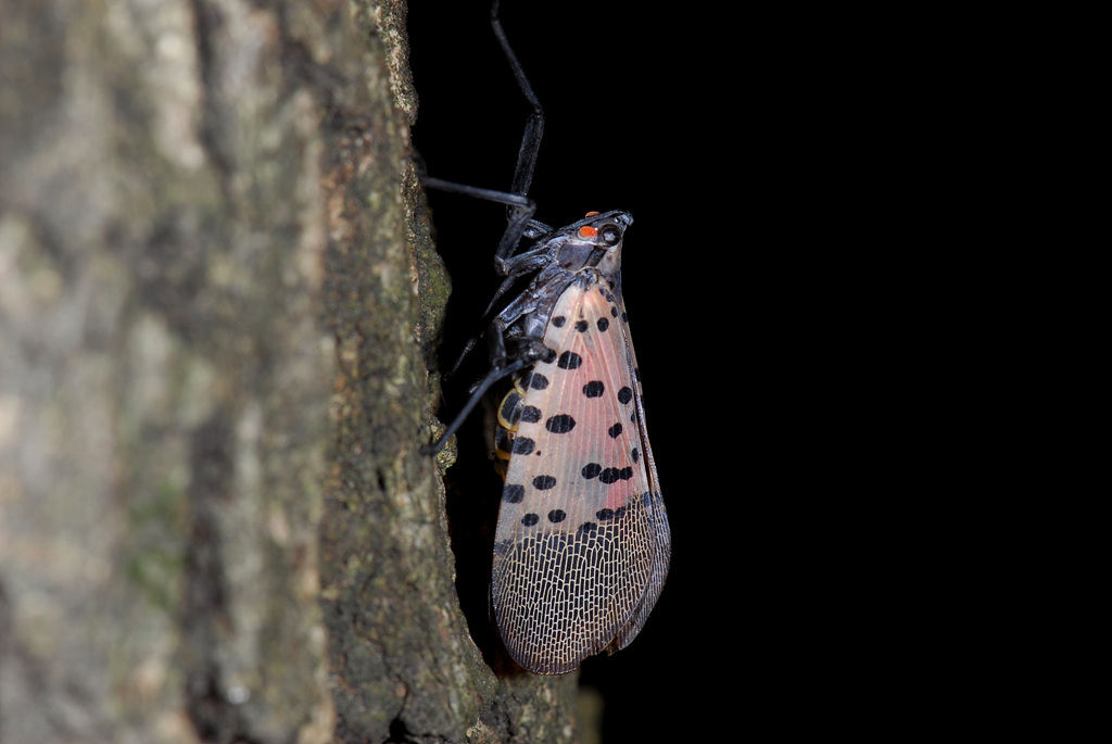 Pennsylvania Hemiptera Fulgoridae Lycorma delicatula USA 