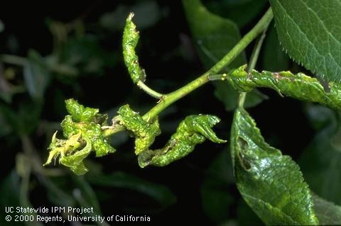 Leaf distortion caused by leaf curl plum aphid